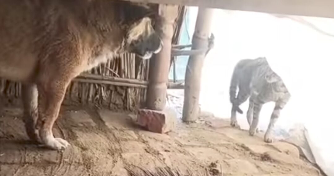 बरेली में शिकार की तलाश में गांव में घुसा तेंदुआ, फैक्ट्री परिसर में छिपा – वीडियो वायरल