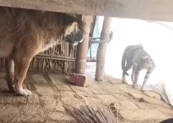 बरेली में शिकार की तलाश में गांव में घुसा तेंदुआ, फैक्ट्री परिसर में छिपा – वीडियो वायरल