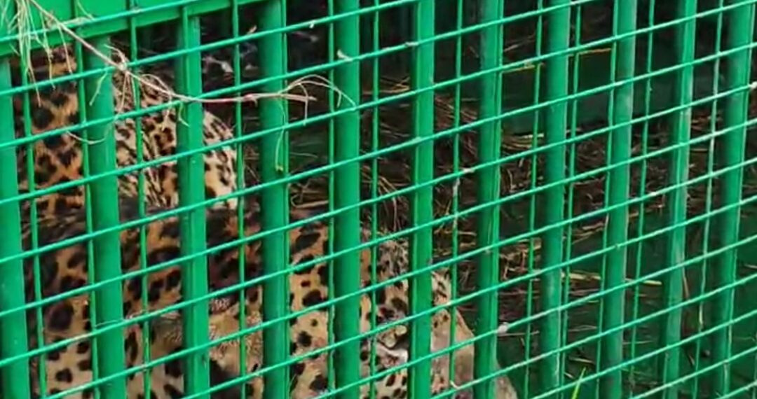 बरेली मे एक महीने से दहशत फैला रहा तेंदुआ पिंजरे में कैद, वन विभाग की बड़ी कामयाबी